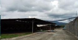 FOR LEASE: Poultry Farm in Quezon