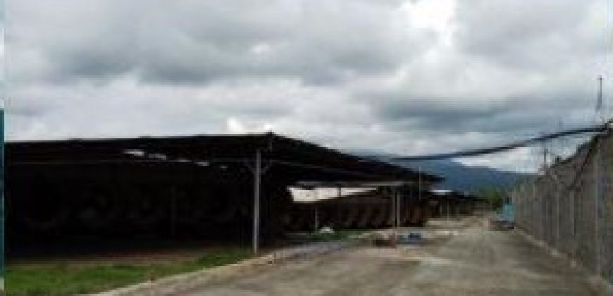 FOR LEASE: Poultry Farm in Quezon