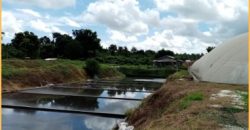 FOR SALE: Poultry Farm in Quezon