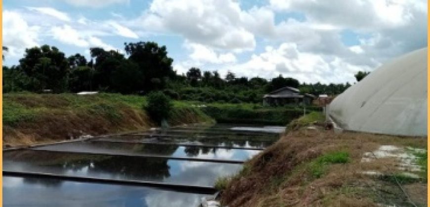 FOR SALE: Poultry Farm in Quezon