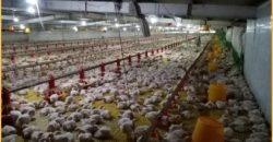 FOR SALE: Poultry Farm in Quezon