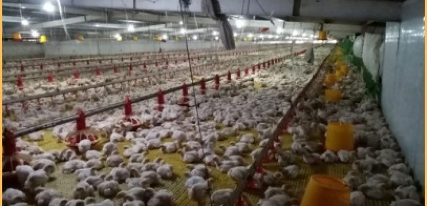 FOR SALE: Poultry Farm in Quezon