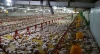 FOR LEASE: Poultry Farm in Quezon