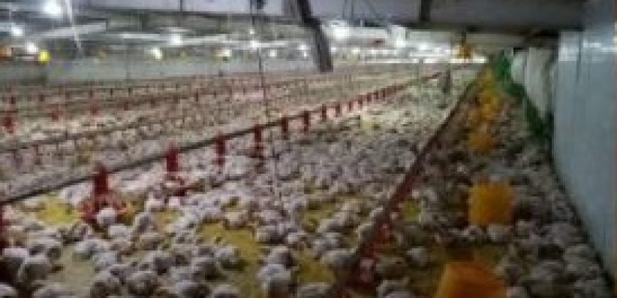 FOR LEASE: Poultry Farm in Quezon