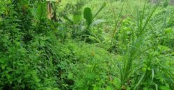 Tanay Mountainside Farm Lot For Sale along Marcos Highway