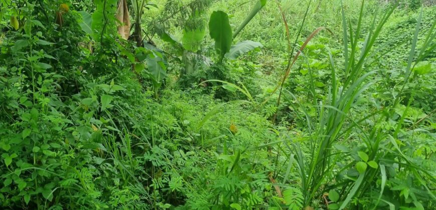 Tanay Mountainside Farm Lot For Sale along Marcos Highway